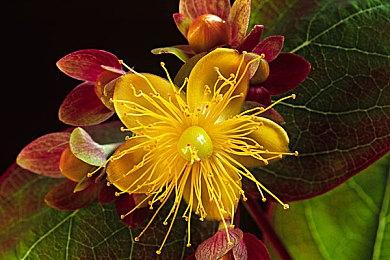 Howie Lee参与制作《师父》发布音乐制作花絮视频